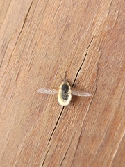 Bombyliini