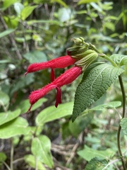 Salvia gesneriiflora