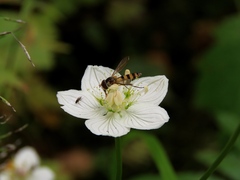 Sphaerophoria philanthus