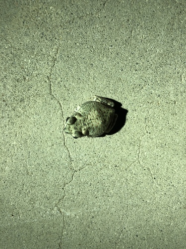 iNaturalist observation photo of Red-spotted Toad