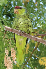 Amazona finschi