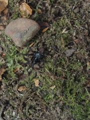 Antrodiaetus pacificus