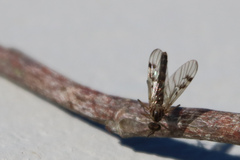 Sylvicola fenestralis