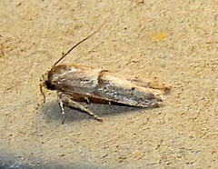Blastobasinae