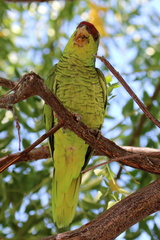 Amazona finschi
