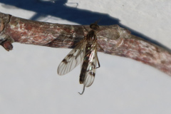 Sylvicola fenestralis