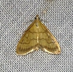 Crocidophora tuberculalis