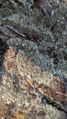 Xanthoparmelia cumberlandia