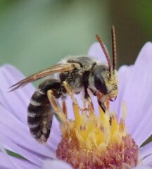 Halictus parallelus