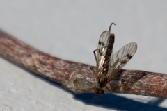 Sylvicola fenestralis