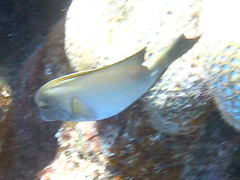 Ctenochaetus striatus