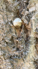 Cryptoporus volvatus