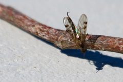 Sylvicola fenestralis