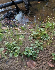 Androsace filiformis