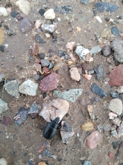 Bothrotes canaliculatus