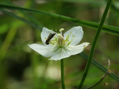 Sphaerophoria philanthus