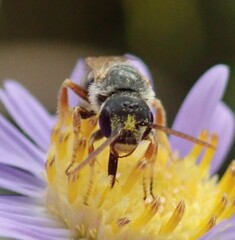 Halictus parallelus