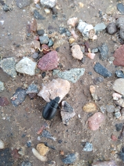 Bothrotes canaliculatus