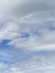 Trichonephila clavata