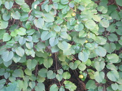 Vernicia fordii