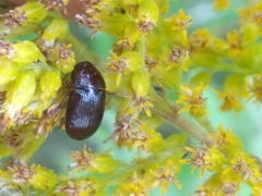 Carabidae