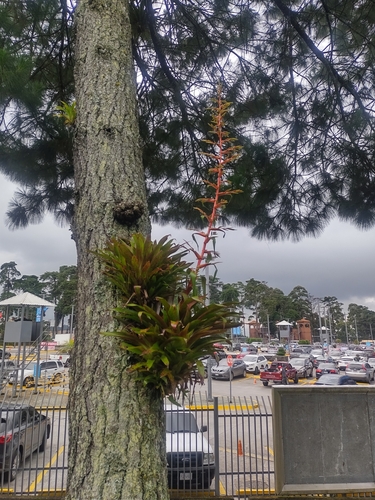Tillandsia guatemalensis image