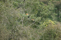 Ramphastos toco