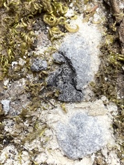 Lecanora hybocarpa