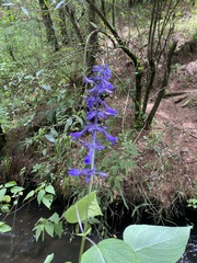 Salvia concolor