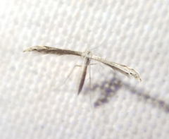 Lioptilodes albistriolatus