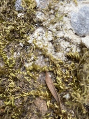 Lecanora hybocarpa