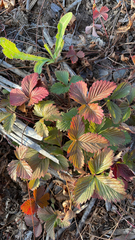 Fragaria virginiana