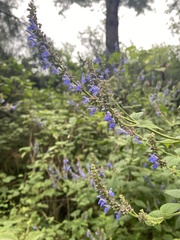 Salvia polystachia