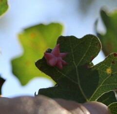 Cynips douglasii