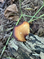 Cerioporus leptocephalus