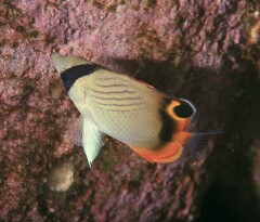 Chaetodon vagabundus