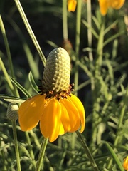 Ratibida columnifera