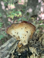 Cerioporus leptocephalus