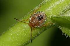 Discocephalinae