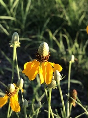 Ratibida columnifera