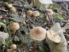 Pholiota terrestris