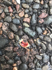 Arthurdendyus testaceus