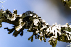 Hypogymnia tubulosa