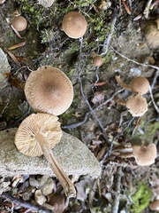 Pholiota terrestris