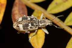 Brachystylodes pilosus