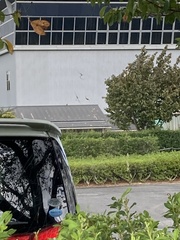 Trichonephila clavata