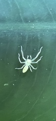 Lyssomanes viridis