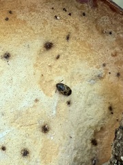 Mycetophagus flexuosus