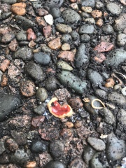 Arthurdendyus testaceus