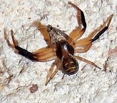 Xysticus texanus